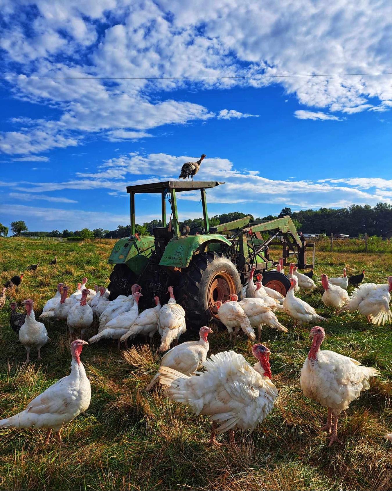 Local pasture-raised turkeys