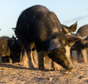 Juvenile black Berkshire Hogs