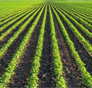 Soy bean field