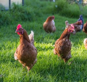 Chickens roaming freely at a farm