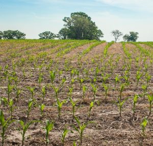 the first leaves of corn planted without tillage emerging from a thick mulch of cover crops