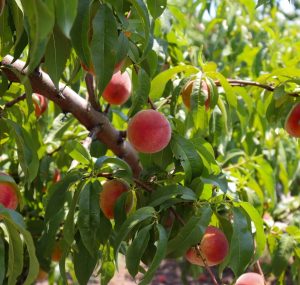Peaches ripening on the tree at Spring Valley Farm and Orchard