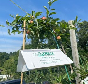 Insect pheromone trap at Three Springs Fruit Farm