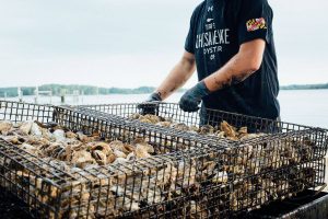 Oyster shells can be recycled to rebuild the native oyster population and the health of the Chesapeake Bay.