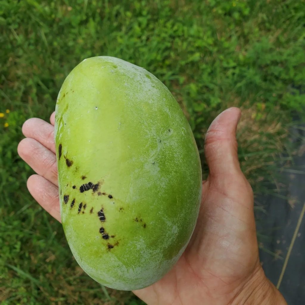 Pawpaws are native to the Mid-Atlantic Region Local Food System